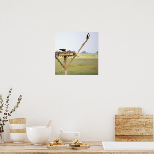 Osprey Bird Nest Poster (Küche)