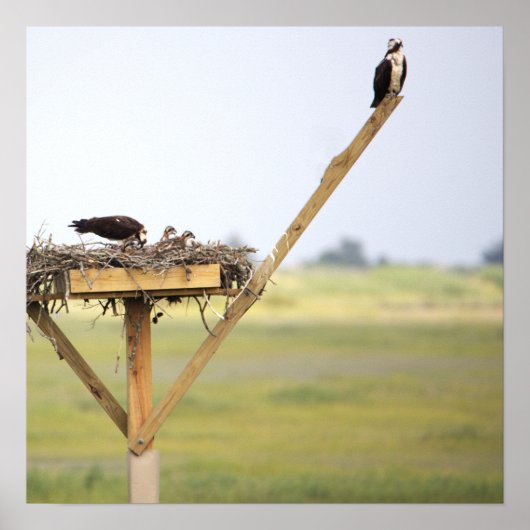 Osprey Bird Nest Poster (Vorne)