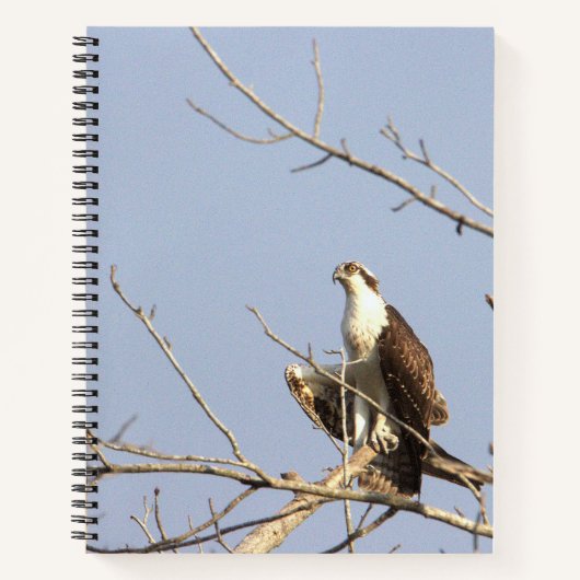 Osprey Bird Notebook Notizblock (Vorderseite)