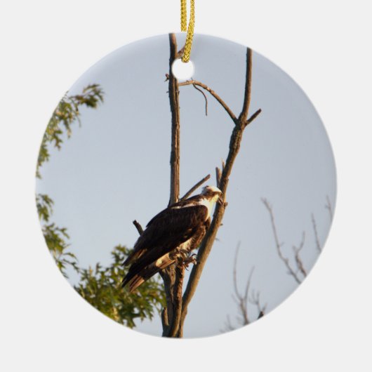 Osprey Bird Ornament (Vorne)