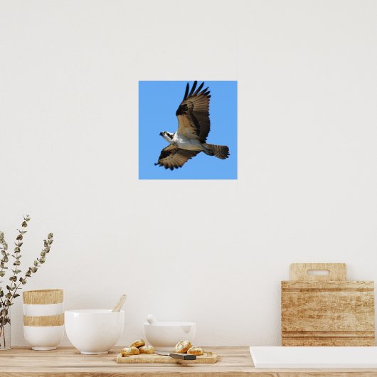 Osprey Bird Poster (Küche)