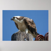 Osprey Bird Print Poster (Vorne)