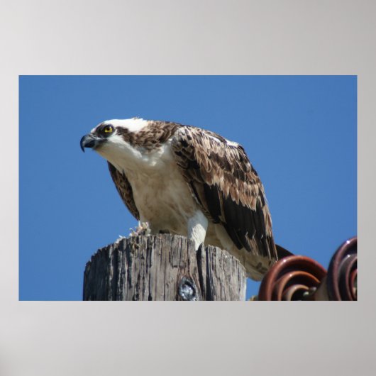 Osprey Bird Print Poster (Vorne)
