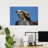 Osprey Bird Print Poster (Heimbüro)
