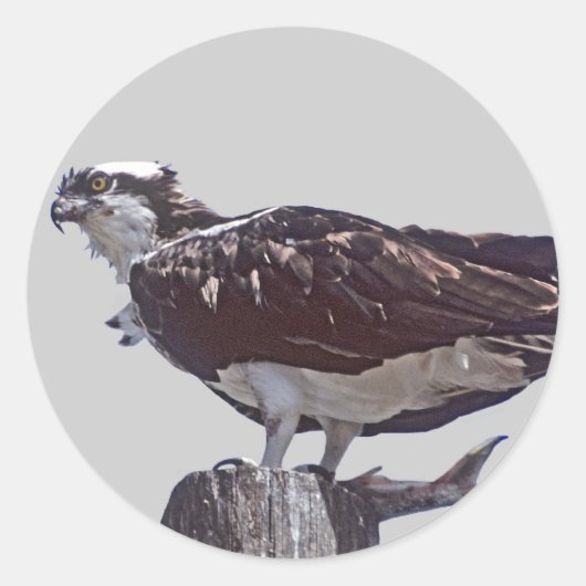 Osprey Bird Runder Aufkleber (Vorderseite)