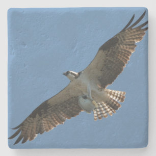 Osprey Bird Wildlife Animal Stone Untersetzer