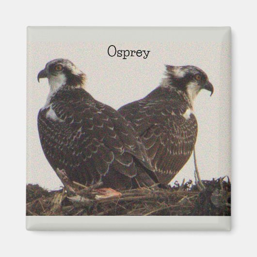 Osprey Birds in Nest Magnet (Vorne)