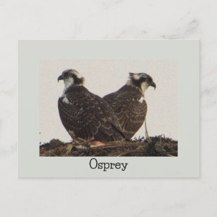 Osprey Birds in Nest Postcard Postkarte