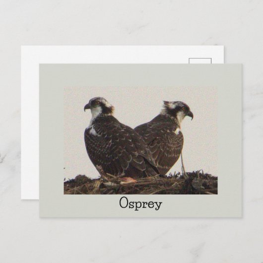 Osprey Birds in Nest Postcard Postkarte (Vorne/Hinten)