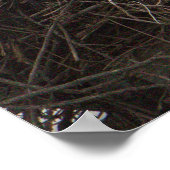 Osprey Birds in Nest Poster (Ecke)