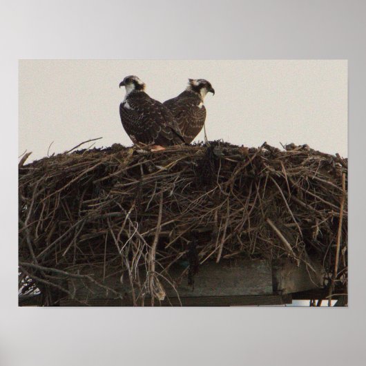 Osprey Birds in Nest Poster (Vorne)