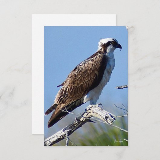 Osprey Card Naturgutschein Dankeskarte (Vorne/Hinten)