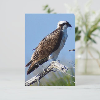 Osprey Card Naturgutschein Dankeskarte