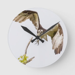 Osprey Coming At You Runde Wanduhr