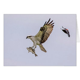Osprey, der durch eine rotgeflügelte Amsel gejagt