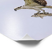 Osprey, der durch eine rotgeflügelte Amsel gejagt Fotodruck (Ecke)