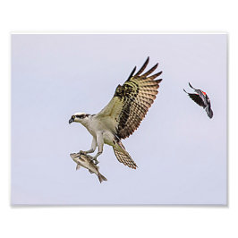 Osprey, der durch eine rotgeflügelte Amsel gejagt Fotodruck