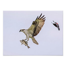 Osprey, der durch eine rotgeflügelte Amsel gejagt Fotodruck