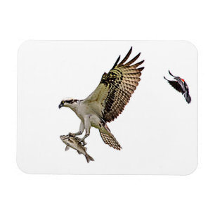 Osprey, der durch eine rotgeflügelte Amsel gejagt Magnet