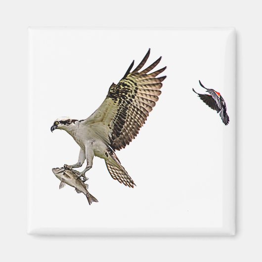 Osprey, der durch eine rotgeflügelte Amsel gejagt Magnet (Vorne)