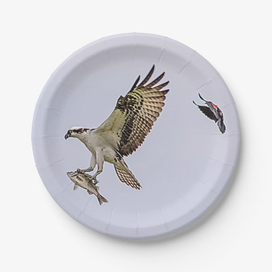 Osprey, der durch eine rotgeflügelte Amsel gejagt Pappteller (Vorderseite)