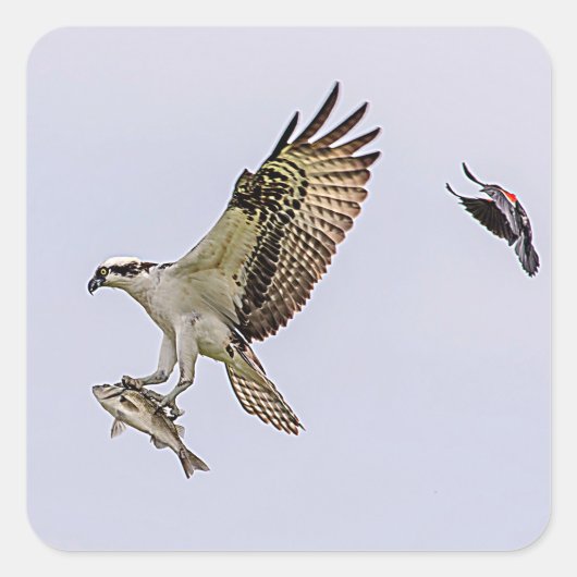 Osprey, der durch eine rotgeflügelte Amsel gejagt Quadratischer Aufkleber (Vorderseite)