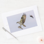 Osprey, der durch eine rotgeflügelte Amsel gejagt Rechteckiger Aufkleber (Umschlag)