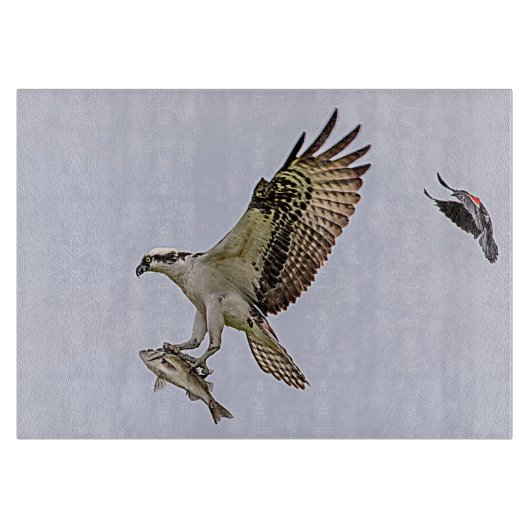 Osprey, der durch eine rotgeflügelte Amsel gejagt Schneidebrett (Vorderseite)