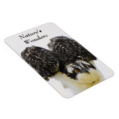 Osprey Eyes Flexi Magnet (Rechte Seite)