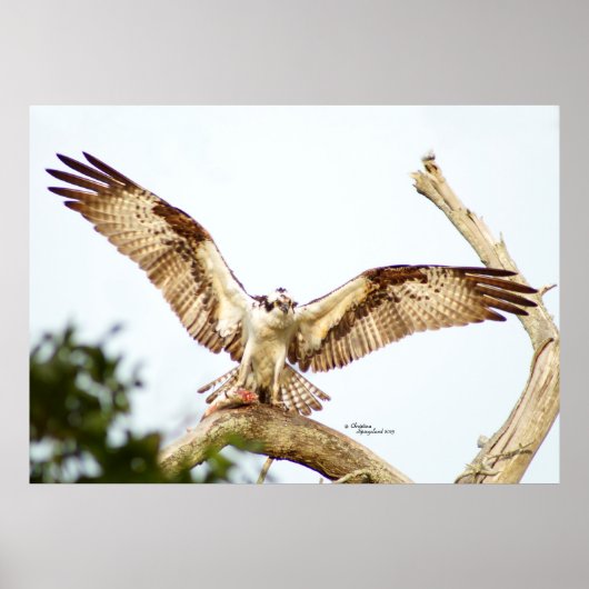 Osprey Fahwk Offene Flügel Poster (Vorne)