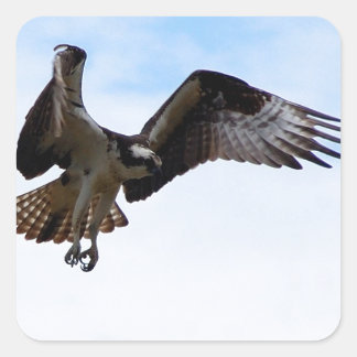 Osprey Falken attackieren einen umgebenden Fisch. Quadratischer Aufkleber