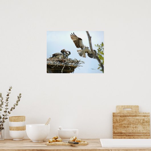 Osprey Family Poster (Küche)