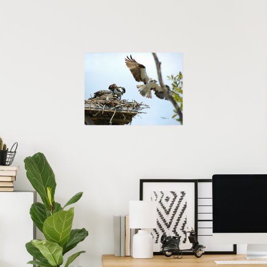 Osprey Family Poster (Heimbüro)