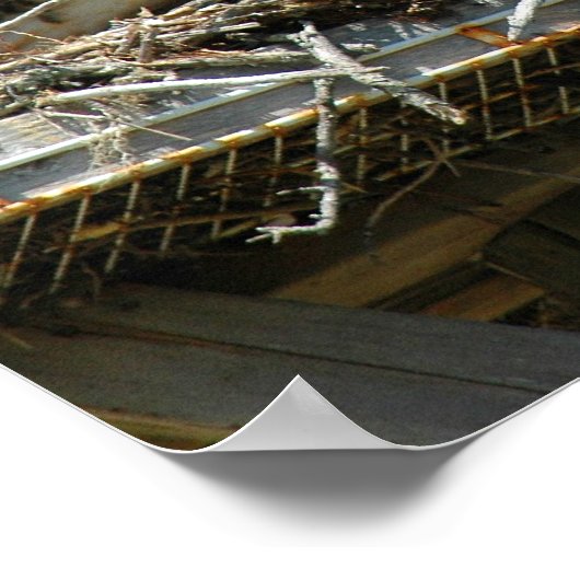 Osprey Family Poster (Ecke)