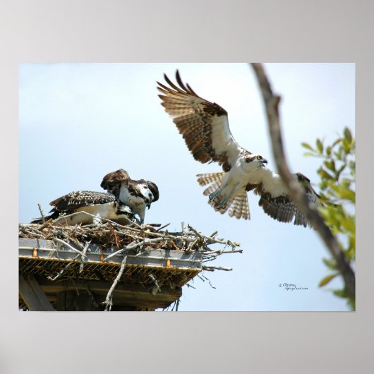 Osprey Family Poster (Vorne)