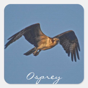 Osprey Fish Eagle Fliegen bei Sonnenuntergang Quadratischer Aufkleber