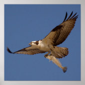 Osprey Fisher Poster (Vorne)