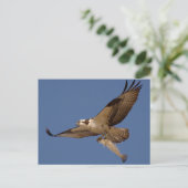 Osprey Fisher Postkarte (Stehend Vorderseite)