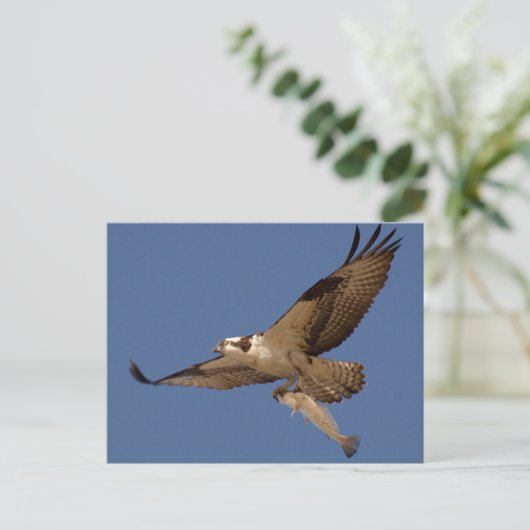 Osprey Fisher Postkarte (Stehend Vorderseite)