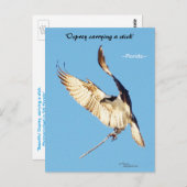 Osprey Flatstick Florida Postkarte (Vorne/Hinten)