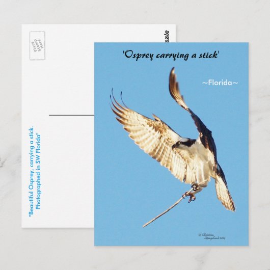 Osprey Flatstick Florida Postkarte (Vorne/Hinten)