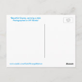 Osprey Flatstick Florida Postkarte (Rückseite)