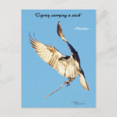 Osprey Flatstick Florida Postkarte (Vorderseite)