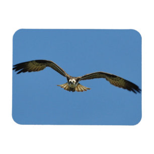 Osprey-Fliegen! Magnet