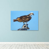 Osprey, Florida Leinwanddruck (Insitu (Holzboden))