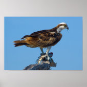 Osprey, Florida Poster (Vorne)
