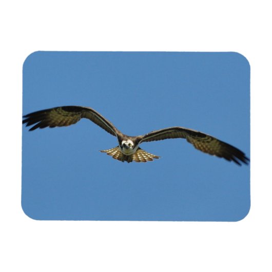 Osprey Flying! Magnet (Horizontal)