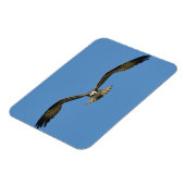 Osprey Flying! Magnet (Linke Seite)