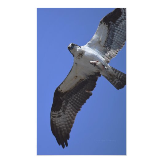 Osprey Foto (Vorne)