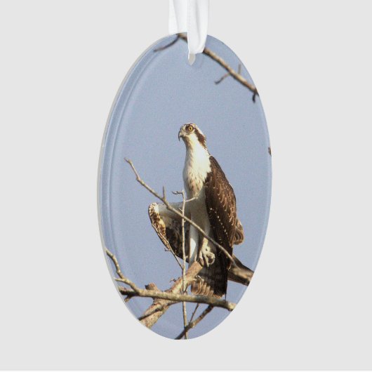 Osprey Foto Ornament (Vorderseite)